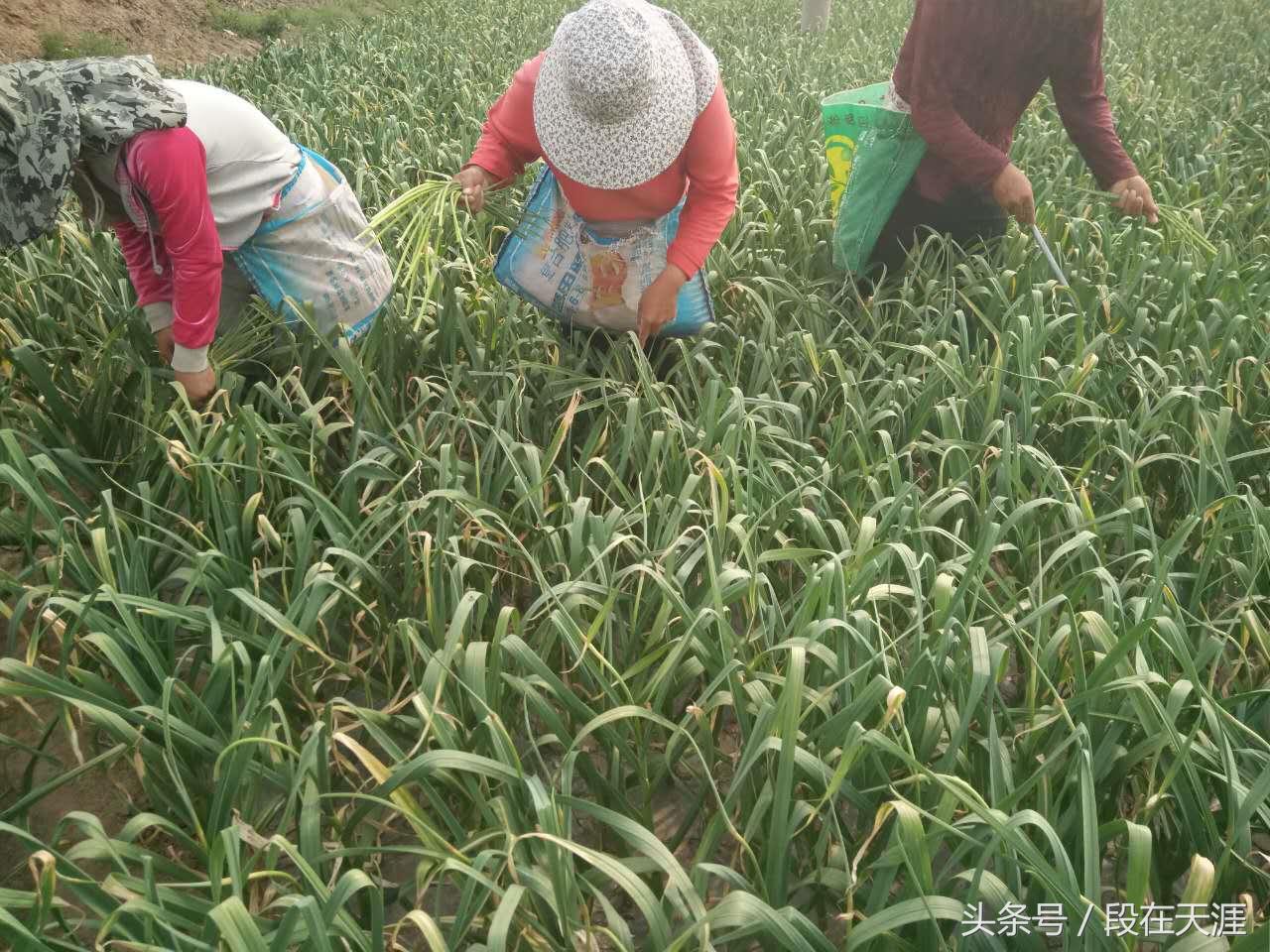 这个季节的蒜薹是应季的吗,蒜苔怎样清洗才能去残留农药