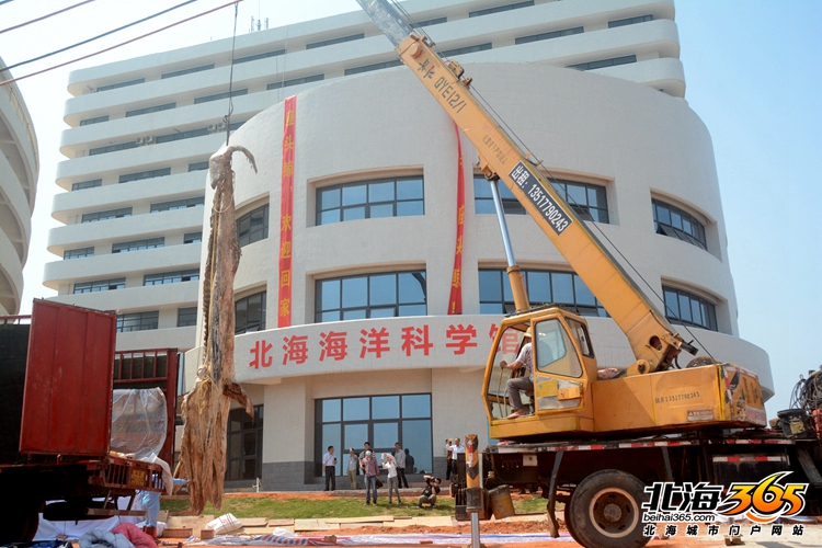 这条8米长的“大咸鱼”，上次北海错过之后等了16年