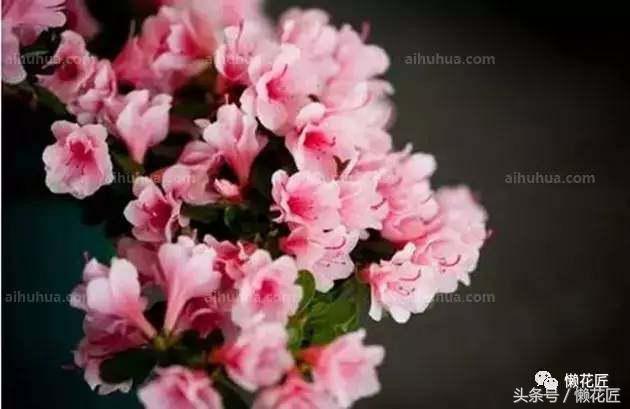 有毒有害的花草有哪些,千万不要碰的10种毒虫