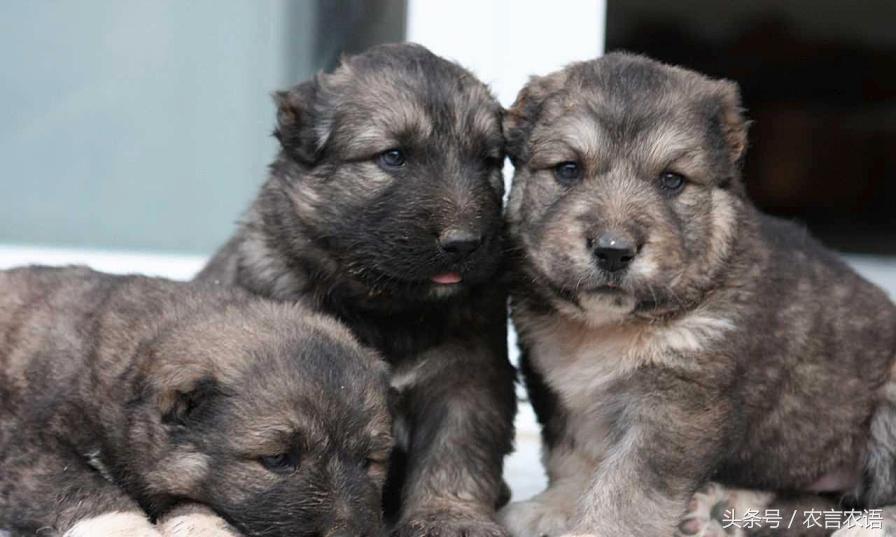 农村养鸡收益高吗,养鸡养鸭一年挣多少钱