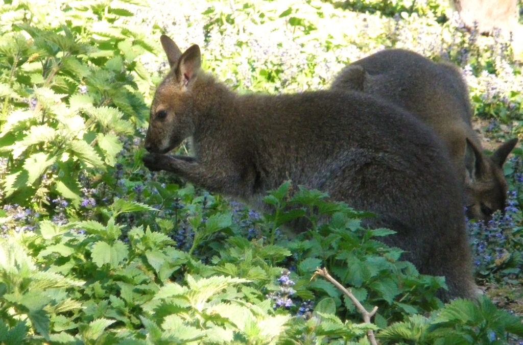 小袋鼠的真实视频,小袋鼠的行为