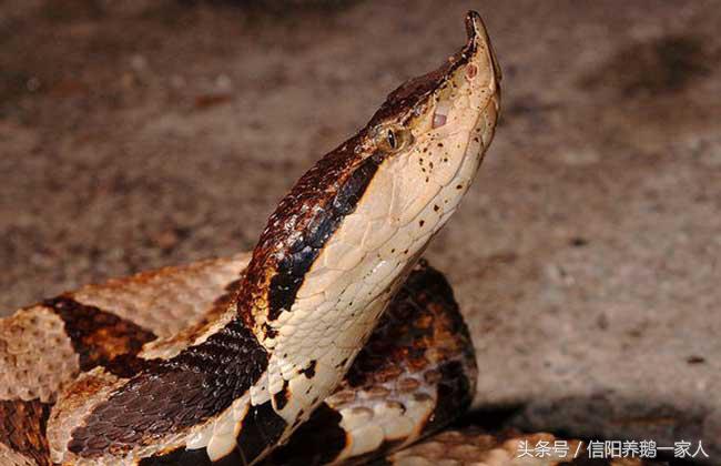 被五步蛇咬了怎么办动漫,被五步蛇咬了怎么办原版