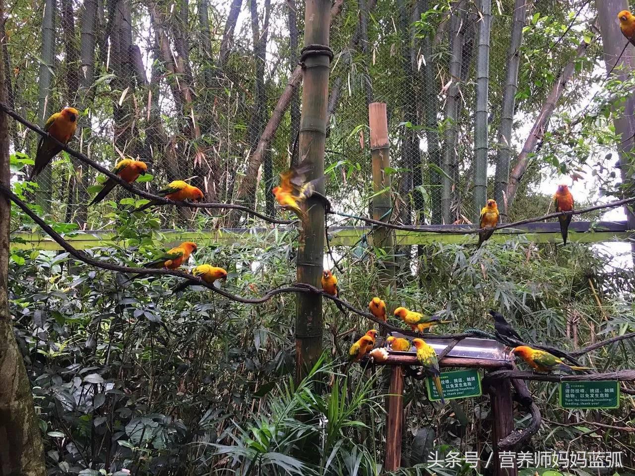 亲子游|井柏然推荐，长隆野生动物世界和海洋王国深度游记！