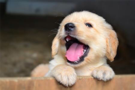 铲屎官大金毛,新手铲屎官适合养金毛吗