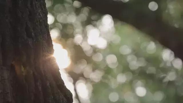 两度获世界金奖的江西遂川狗牯脑茶，茶名很奇葩，它为啥能获奖？