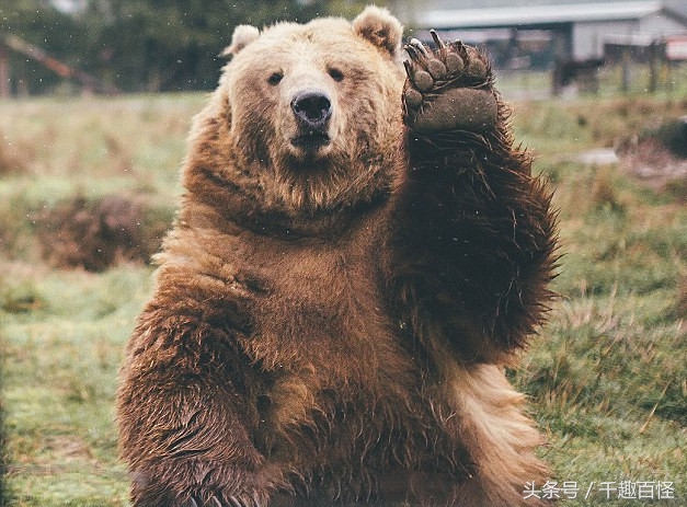 千趣百怪—非洲象西部利亚虎非洲狮棕熊犀牛大PK