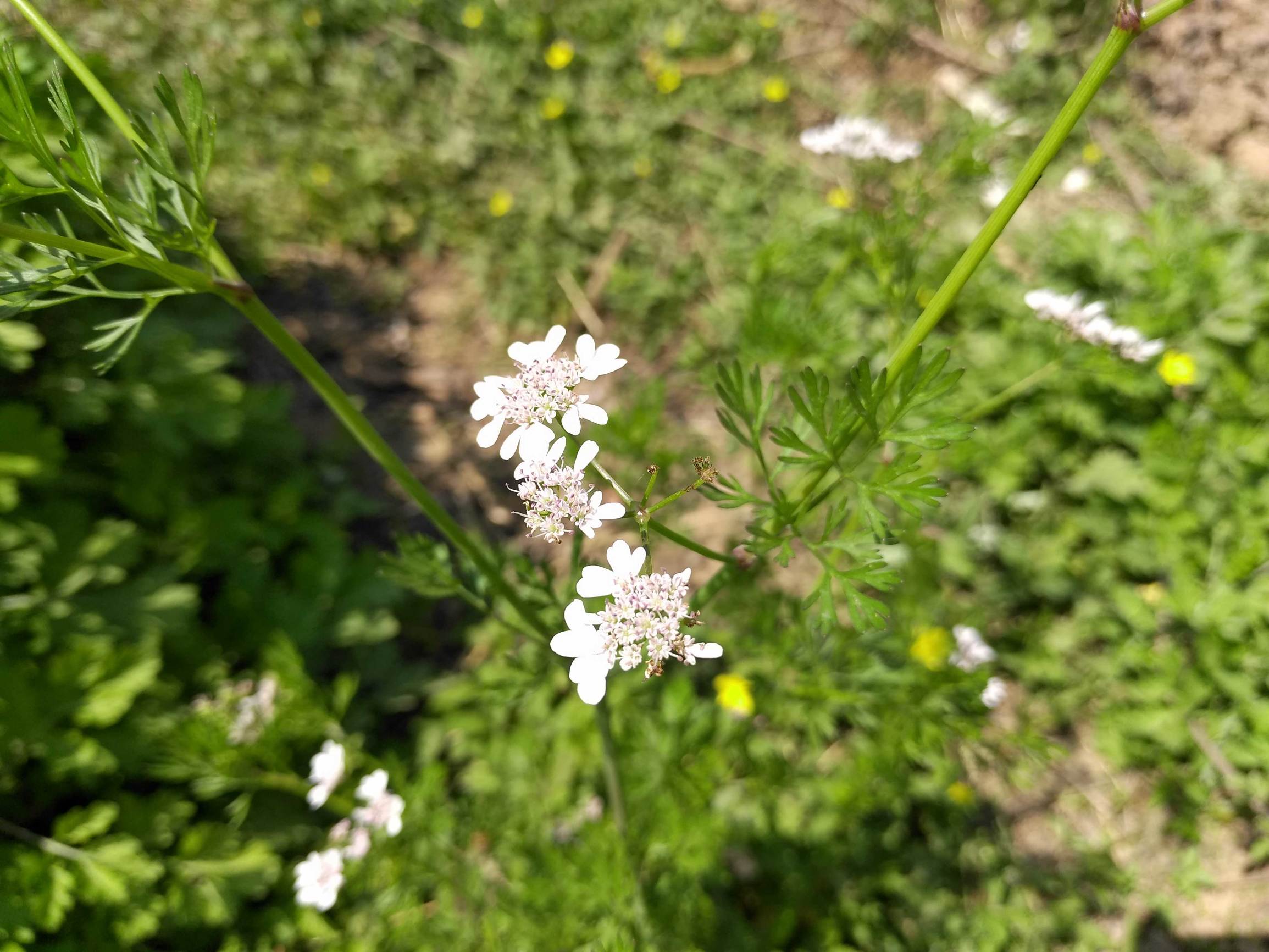 金立m6splus是否支持人脸识别,金立m6splus怎么进入recovery