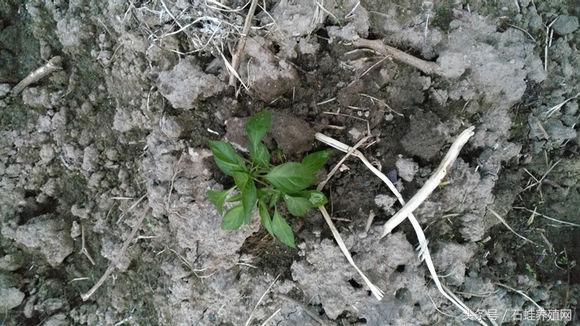 石蛙养殖致富经营方案,石蛙养殖投资收益