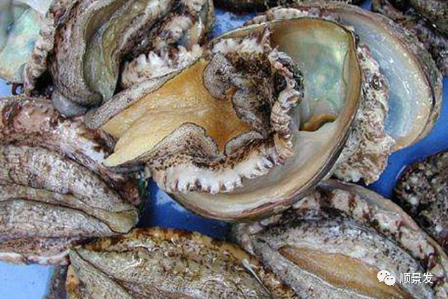 十种常见贝类海鲜图片,贝类海鲜全图