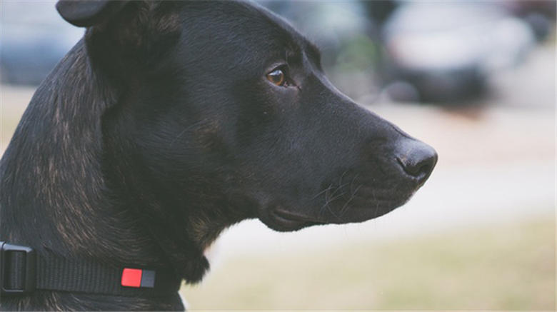 指甲盖修剪器,指甲盖又短又宽又扁神器