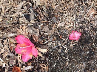 新西兰全景巴士,那些自驾游来不及知道的事儿(北岛+南岛超多公共交通实用信息各类购票详细教程InterCity)