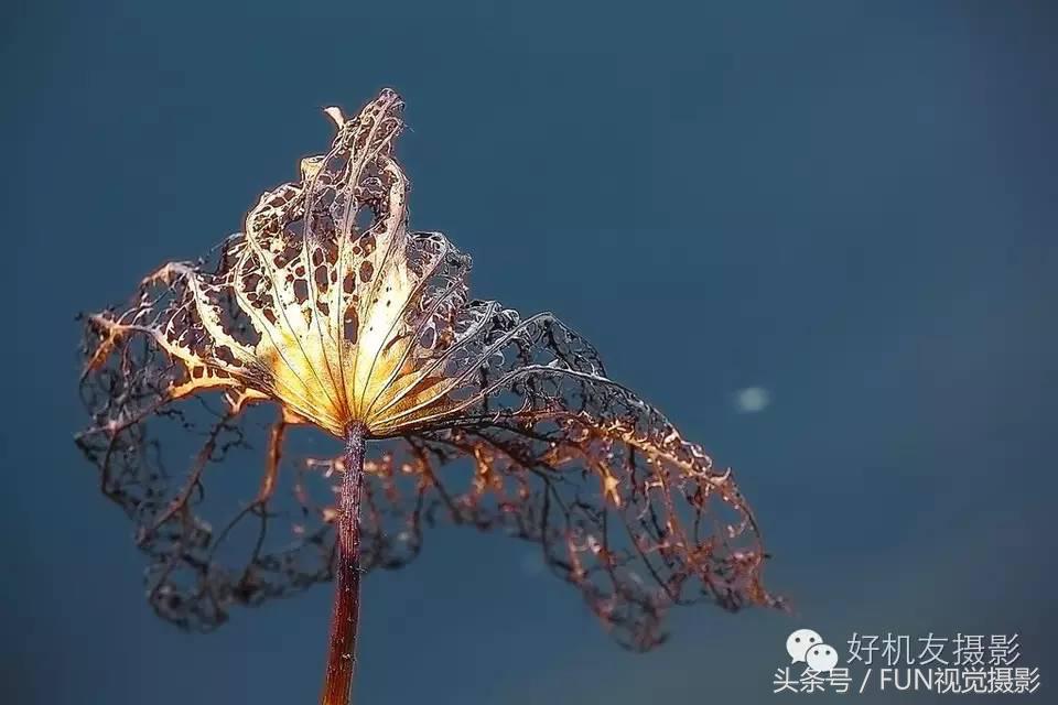 花卉创意摄影作品欣赏,花卉创意摄影十个技巧是什么