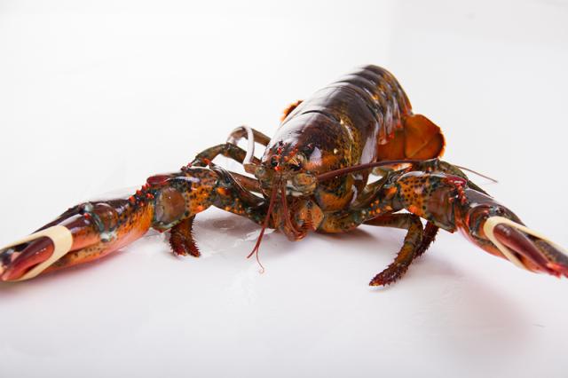 熬出伟大！从平民明星到国宴上宾，它走了几个世纪！