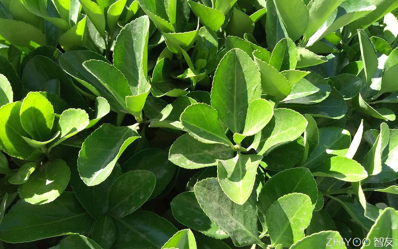 599元可以体验到怎样的魅蓝2,魅蓝e2在2019还可以入手吗