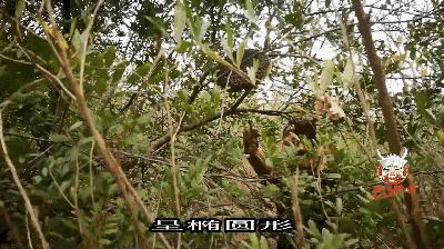 云南大森林蜂蜜好吗,云南热带雨林天然野生蜂蜜