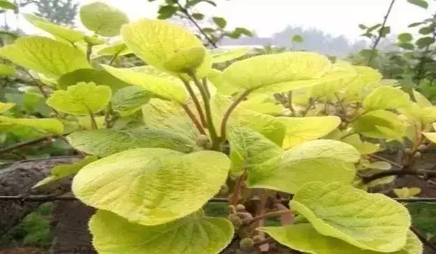 金福猕猴桃抗黄化病吗,猕猴桃黄化病最佳治疗方法