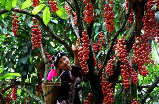 植物王国奇迹果,水果王国植物图鉴系列