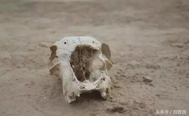 我在可可西里朗诵,我在可可西里等你歌曲完整版