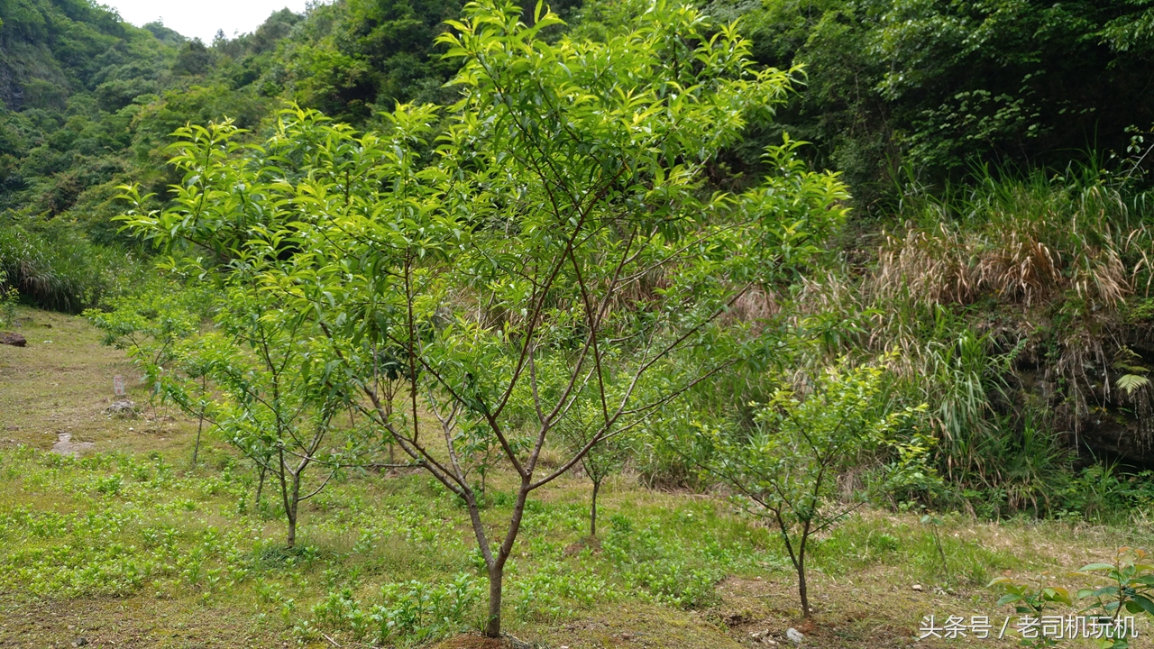 酷派s1最新改装,酷派改变者s1