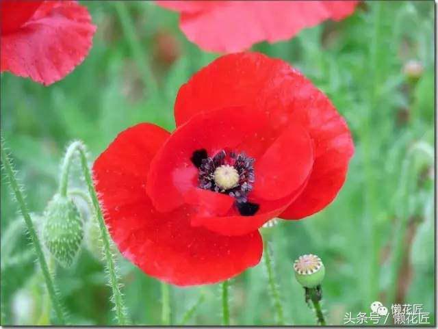 有毒有害的花草有哪些,千万不要碰的10种毒虫