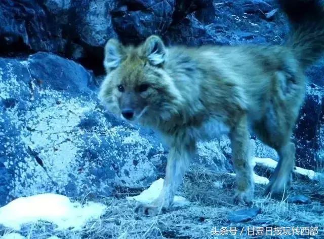 甘肃这个小边防县，人少景美就算了，居然还有雪豹棕熊和赤狐！