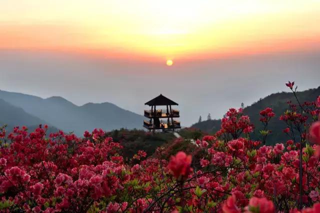 浏阳大围山杜鹃花旅游攻略,湖南浏阳大围山杜鹃花节一日游