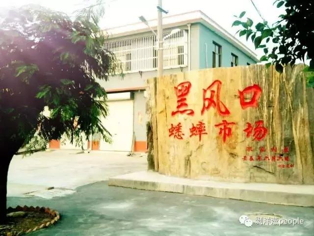 百日虫蝈蝈大概多少钱,百日虫蝈蝈价格