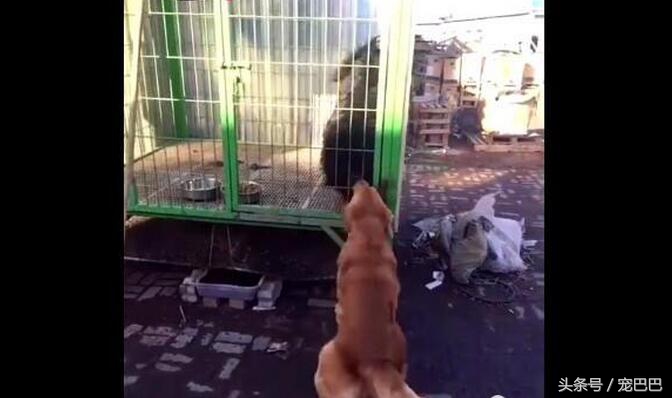 金毛被藏獒打哭了,主人被欺负藏獒的反应