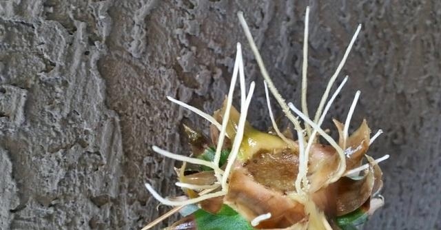 吃完的菠萝怎么才能让它再次生长,吃过的菠萝头可以种出菠萝吗