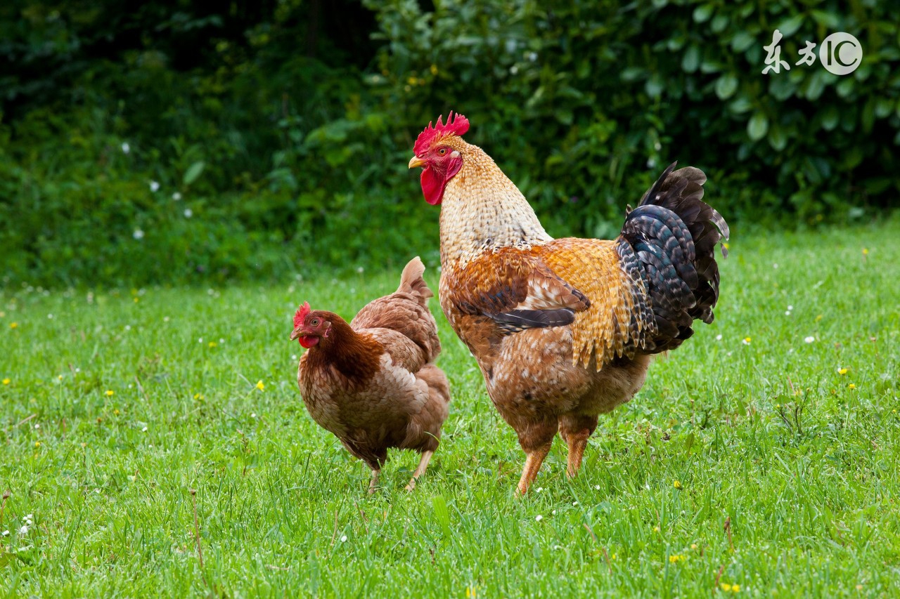 鸡胸腔有积液怎么治疗,鸡什么病会引起心包积液