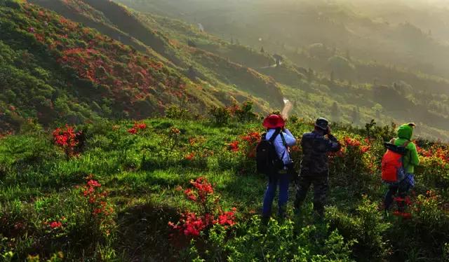 浏阳大围山杜鹃花旅游攻略,湖南浏阳大围山杜鹃花节一日游