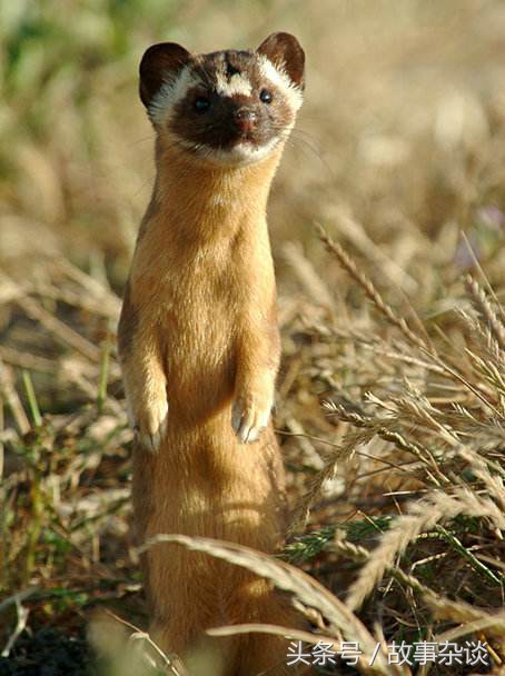 老头上山打猎夜遇黄鼠狼讨封,八十岁老汉上山打猎