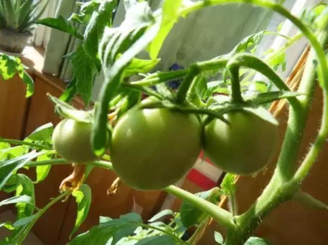 适合阳台种植的蔬菜有哪些特性,在家阳台怎么种蔬菜