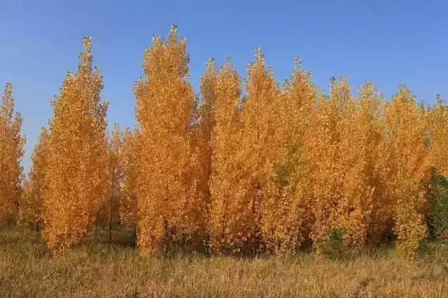 大西安真正的美景,大西安临潼