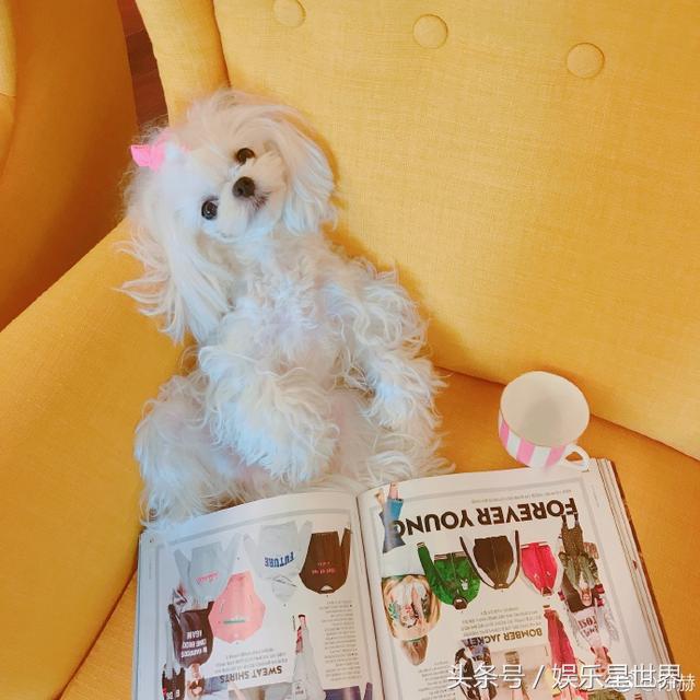 陈赫抱的狗狗,陈赫绑粉发带怀抱小狗