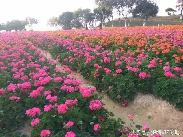 从化毅华温泉特色,从化毅华温泉旅游攻略