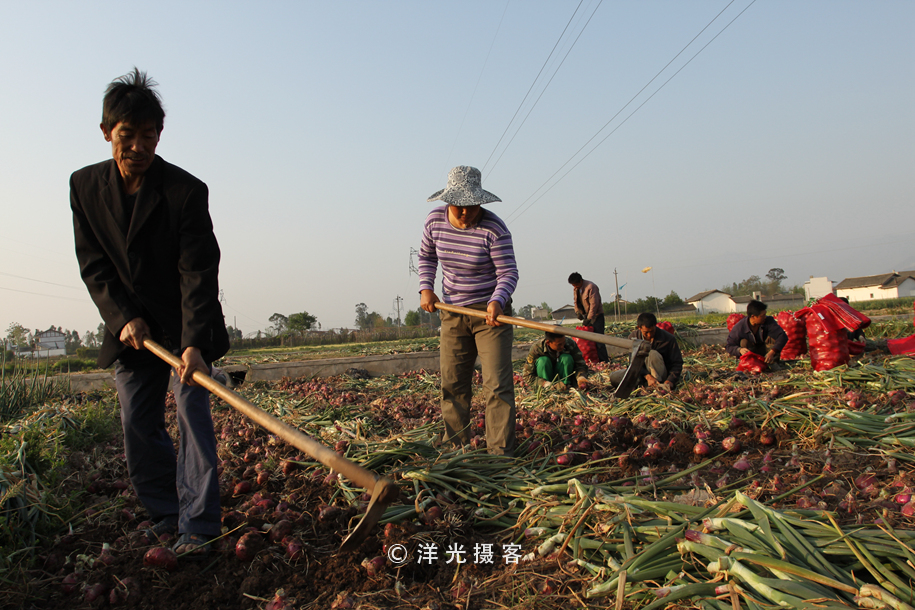 菜贱伤农的原因和对策,简要分析菜贱伤农和菜贵伤民现象