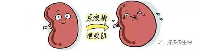 肾积水引发的尿漏怎么办,肾积水排尿困难吃什么药