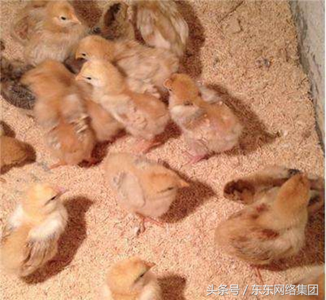 养鸡过程中常见问题及解答方案,养鸡中的问题及答案