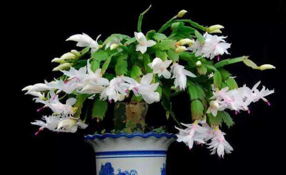 阿布养花杂谈第一期|那些年死在我们手上的植物