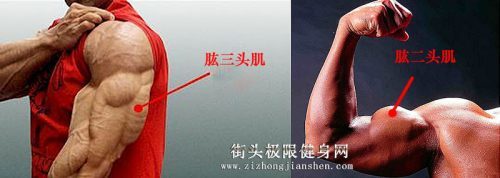 为什么双杠臂屈伸可以上重量,为什么双杠屈臂伸背疼