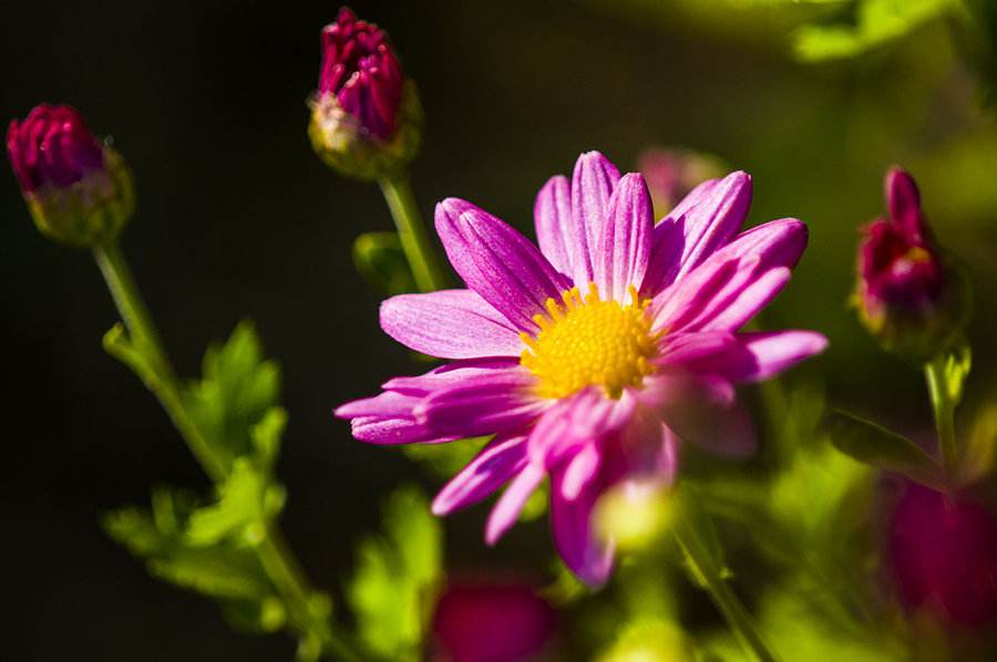 诗情画意新的一年新的开始,诗情画意字里行间醉人心扉