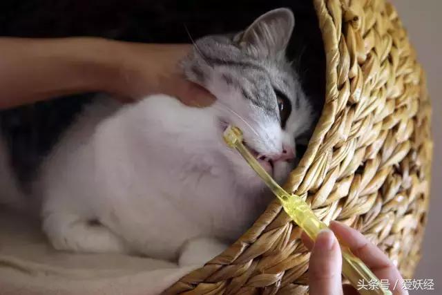 热门网红猫咪牙刷测评,猫咪牙刷测评红黑榜