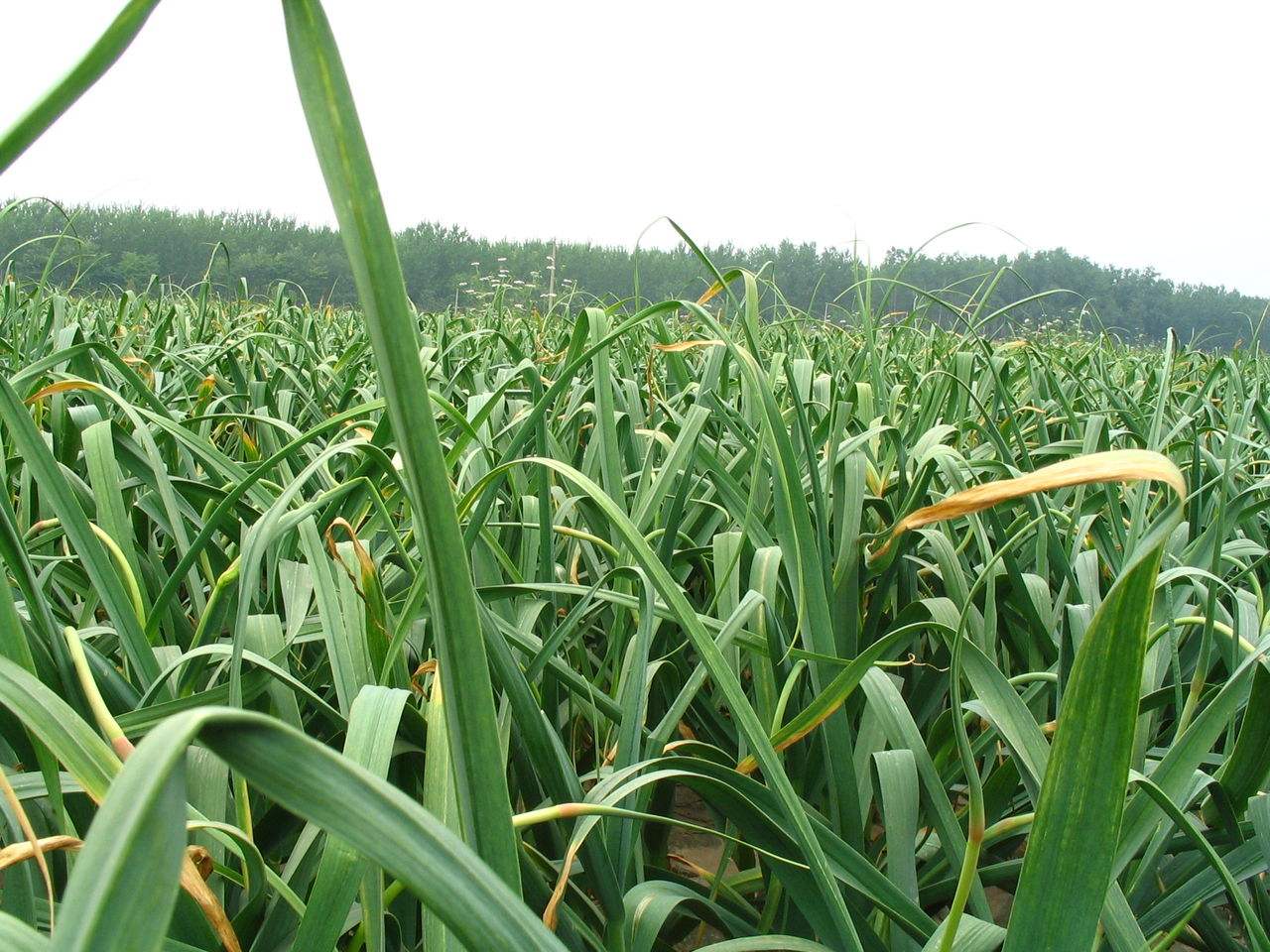 几万斤白菜卖不出去,千万斤紫皮大蒜滞销