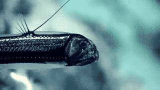 还敢骑皮皮虾？虾表示我们不是好惹的！