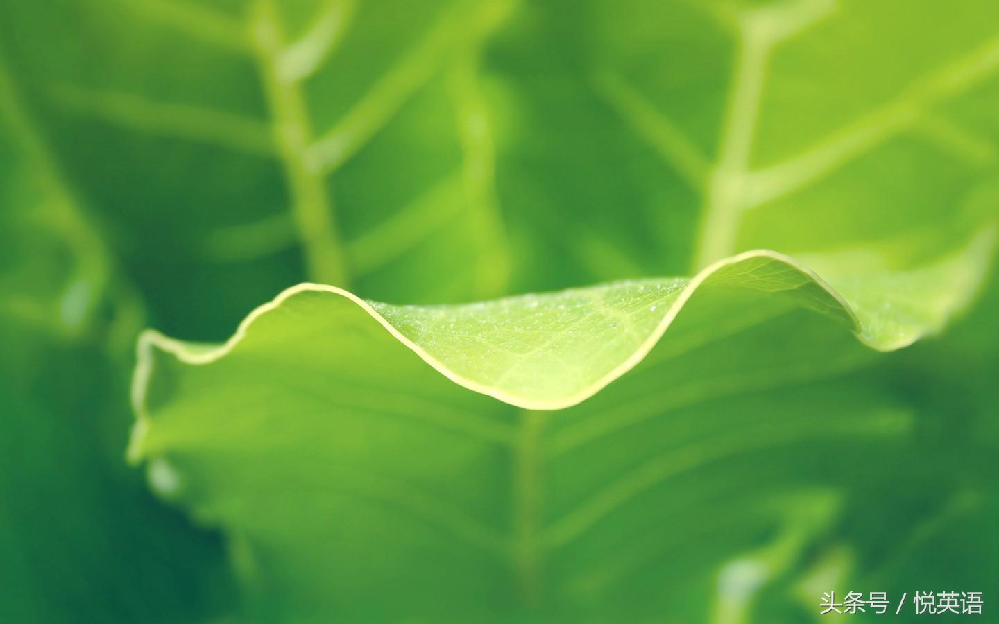 新高考英语必背文章,2017年高考新课标3卷文言文翻译