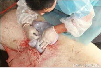 母猪难产后输液最佳配方,怀孕母猪打口蹄疫疫苗应激怎么治