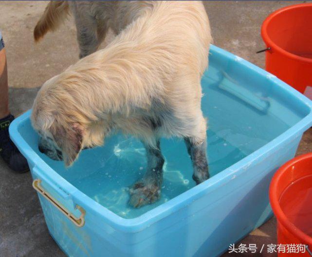 金毛因患犬瘟被主人狠心抛弃，医生建议安乐死，结果存活了下来！