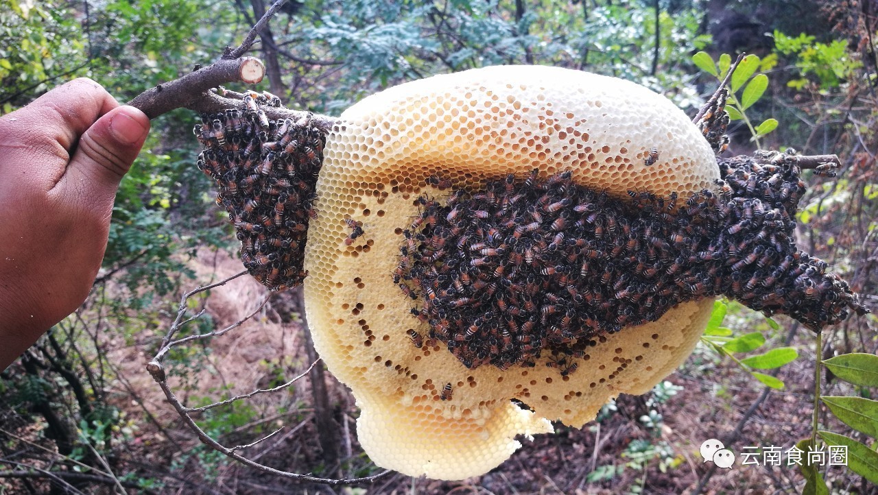 云南大森林蜂蜜好吗,云南热带雨林天然野生蜂蜜