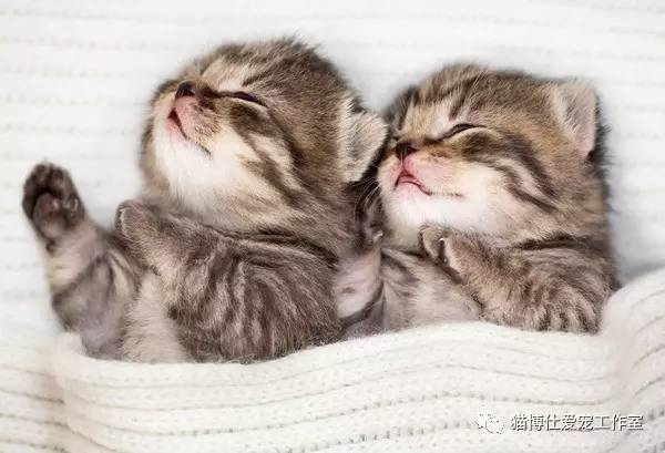 照顾小猫咪日常生活,怎么照顾小猫咪最好的方法